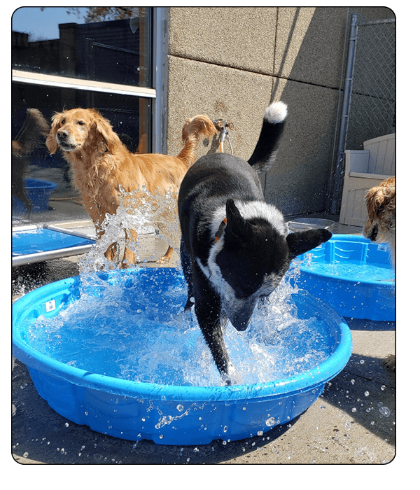 Woof dah Elements_about